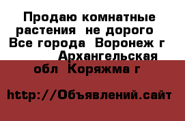 Продаю комнатные растения  не дорого - Все города, Воронеж г.  »    . Архангельская обл.,Коряжма г.